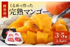 【2026年6月以降お届け】くるめで育った完熟マンゴー（3～5個：1.7kg以上）_先行予約 完熟マンゴー 3個 〜 5個 1.7kg 贈答用 久留米産 とろける 甘い フルーツ トロピカルフルーツ 果物 マンゴー 完熟 高糖度 人気 国産 地植栽培 冷蔵 クール便 倉重農園 お取り寄せ お取り寄せフルーツ 食べ物 食品 福岡県 久留米市 送料無料_Fm012