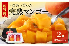 【2026年6月以降お届け】くるめで育った完熟マンゴー（2個：約0.9～1kg）_先行予約 贈答用 完熟マンゴー 2個 約 0.9kg ～ 1kg 久留米産 完熟 マンゴー 国産 とろける 甘さ フルーツ トロピカルフルーツ 果物 デザート 冷蔵 クール便 倉重農園 お取り寄せ お取り寄せフルーツ 福岡県 久留米市 送料無料_Fm014