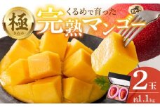 【2026年6月以降お届け】極　完熟マンゴー（2玉：約1.1kg）_完熟マンゴー 2玉 約 1.1kg 久留米産 平均糖度 17度～18度 完熟 マンゴー 国産 フルーツ トロピカルフルーツ 果物 デザート 冷蔵 クール便 お取り寄せ お取り寄せフルーツ 福岡県 久留米市 送料無料_Fm018