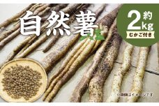 自然薯（じねんじょ） 2kg 以上 むかご付き 山芋 とろろ