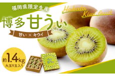 福岡県産 博多 甘うぃ 約1.4kg 大玉9玉入り【2025年10月下旬～11月下旬発送予定】※北海道・沖縄・離島配送不可