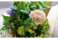 【定期便 11ヶ月】草花ノ定期便 Mサイズ 5～8種類 約8～10本