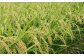 福岡県産夢つくし 無洗米 10kg お米 ご飯 ブランド米