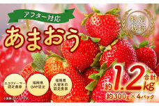 【2026年 2月発送】【アフター対応】特別栽培あまおう 約300g×4パック イチゴ 苺 いちご ※北海道・沖縄・離島配送不可