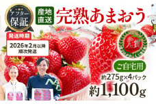 アフター保証 あまおう 約1,100g（約275g×4パック）【先行受付／2026年2月以降順次発送予定】いちご 大粒 不揃い 苺 イチゴ 福岡高級 フルーツ 土産 福岡県