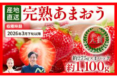あまおう 約1100g（約275g×4パック） 【先行受付／2026年3月下旬以降順次発送予定】いちご 苺 福岡高級 フルーツ お取り寄せ ご当地グルメ 福岡土産 取り寄せ グルメ 福岡県 食品 社会福祉法人 猪位金福祉会