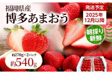 【先行受付】農家直送 朝採り新鮮いちご【博多あまおう】＜12月より順次発送＞ 約270g×2パック 福岡県産 苺 イチゴ 朝採れ 冷蔵 スイーツ ジュース ギフト プレゼント お土産 九州 福岡土産 ※北海道・沖縄・離島は配送不可