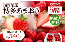 【先行受付】農家直送 朝採り新鮮いちご【博多あまおう】＜1月下旬より順次発送＞ 約270g×2パック 福岡県産 苺 イチゴ 朝採れ 冷蔵 スイーツ ジュース ギフト プレゼント お土産 九州 福岡土産 ※北海道・沖縄・離島は配送不可