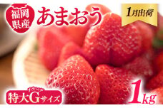 福岡県産 あまおう 1000g （250g×4パック） いちご 1月中発送 いちご 苺 フルーツ 果物 くだもの 大粒Gサイズ グランデ 農家直送 大粒 不揃い 福岡県 福岡 九州 グルメ お取り寄せ