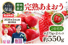 アフター保証 あまおう 約550g（約275g×2パック）【先行受付／2026年2月以降順次発送予定】いちご 大粒 不揃い 苺 イチゴ 福岡高級 フルーツ 土産 福岡県