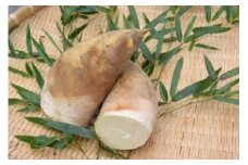 ＜先行受付＞生筍「飛形の穂希」　2ｋｇ【2023年4月配送】