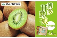 【先行予約】【2025年12月発送開始】博多甘熟娘（うれっこ）キウイ3.6kg｜ＪＡふくおか八女 キウイフルーツ 福岡 高糖度 先行予約 グリーンキウイ ヘイワード種