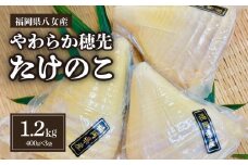 福岡県八女産　やわらか穂先たけのこ　400g×3袋｜【出荷時期】2024年5月以降