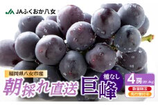 【先行受付】【受付終了間近！】朝採れ 種なし 巨峰 1.4kg(350g×4パック)7月上旬〜発送予定 産地直送 朝採れ 種なし 甘い ジューシー 大粒 数量限定 冷蔵 ぶどう ブドウ 葡萄 デザート 果物 くだもの フルーツ もぎたて スイーツ 九州 福岡県 八女市