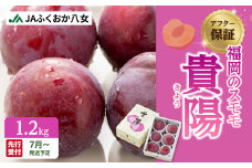 【先行受付】【アフター保証】＜福岡のスモモ＞貴陽【1.2kg】【JAふくおか八女】※7月上旬～発送予定 すもも スモモ 貴陽 フルーツ 産地直送 高糖度 糖度18度 美味しい 濃厚 果汁たっぷり ジューシー 甘酸っぱい 旬 先行予約 数量限定 期間限定 クール便 冷蔵配送 福岡 八女