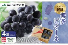 【先行受付】【受付終了間近！】【アフター保証】博多ピオーネ 1.4kg（350g×4パック）ぶどう 巨峰 ピオーネ アフター保証 ｜7月上旬～発送予定 ぶどう 葡萄 巨峰 大粒 種なし 人気 産地直送 博多 冷蔵便 スムージー くだもの フルーツ スイーツ 甘い ジューシー 福岡県 八女市