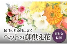 【頒布会12回】八女のお花を使った「毎月の月命日に届くペットの御供え花」＜配送不可：北海道・沖縄・離島＞