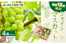 【先行予約】【受付終了間近!】糖度18度以上 シャインマスカット 1.4kg（350g×4パック）【ＪＡふくおか八女】｜９月上旬～発送予定 マスカット ぶどう 種なし 皮ごと食べられる 糖度18度 高糖度 甘い 厳選 産地直送 新鮮 1.4kg 先行予約 旬 クール便 品質保証 アフター保証 期間限定 数量限定 福岡 八女