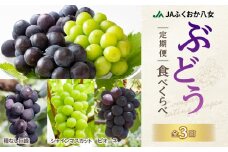 【先行予約】ぶどう定期便【全3回】【ＪＡふくおか八女】ぶどう食べ比べ便 各1.4kg（種なし巨峰 ピオーネ シャインマスカット） 巨峰 種なし巨峰 種無し 種なし 葡萄 ブドウ ぶどう ぶどう定期便 フルーツ 旬のフルーツ 果物 くだもの ぶどう食べ比べ 3種 全3回 産地直送 7月上旬～発送予定 福岡県八女市 