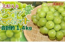 【2025年発送】先行予約！九州福岡フルーツ王国八女 大粒入りシャインマスカット 約1.4kg【数量限定】＜配送不可：北海道・沖縄・離島＞ 数量限定 約1.4kg 高糖度 大粒 厳選 果物 くだもの フルーツ ぶどう 葡萄 ジューシー 種なし 冷蔵 九州 福岡県 八女市