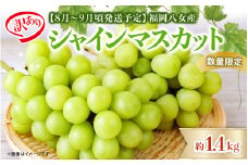 【2025年発送】先行予約！九州福岡フルーツ王国八女　訳ありシャインマスカット 約1.4kg【数量限定】＜配送不可：北海道・沖縄・離島＞ 数量限定 約1.4kg 自宅用 訳あり 果物 くだもの フルーツ ぶどう 葡萄 ジューシー 種なし 冷蔵 九州 福岡県 八女市