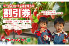 プーさんのいちご園　割引券（3,000円分）イチゴ狩り 割引 チケット いちご イチゴ 苺 体験型 福岡県 八女市