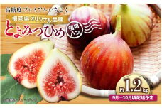 【2025年9月～10月頃順次発送】福岡県オリジナル品種 高糖度プレミアムいちじく 「とよみつひめ」約1.2kg