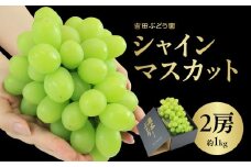 シャインマスカット 2房 約1kg 【吉田ぶどう園】 数量限定 期間限定 マスカット フルーツ 朝採れ 朝もぎ 産地直送 クール便 冷蔵配送 旬 箱入り 贈答用 プレゼント ギフト 夏 福岡県 八女市