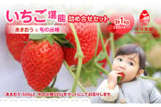 いちご堪能詰め合わせセット 250g×4パック（合計1kg）｜2026年2月～順次発送＜ひらい観光農園＞ あまおう いちご 苺 イチゴ フルーツ 果物 くだもの 人気 旬 福岡県産 食べ比べ 採れたて セット 冷蔵配送 数量限定 期間限定 産地直送 福岡県 八女市