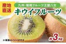 九州・福岡フルーツ王国八女 産地直送キウイフルーツ 約3.0kg【2025年12月発送開始】＜配送不可：北海道・沖縄・離島＞ フルーツ ヘイワード 産地直送 期間限定 福岡県 八女市