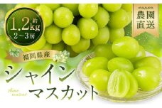 農園直送 ！ シャインマスカット 約1.2kg 2~3房 【2025年9月上旬から10月上旬発送予定】 ぶどう マスカット 果物 フルーツ