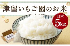 津留いちご園のお米 白米 農薬・化学肥料不使用（栽培期間中） 5kg 【2025年11月上旬から2026年10月下旬順次発送予定】 米 お米 ご飯 精米 九州 福岡