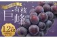 数量限定 有核巨峰 約300g×4パック 約計1.2kg ぶどう 福岡県産