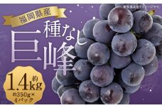 数量限定 種なし 巨峰  約350g×4パック 計約1.4kg 【2025年6月下旬～8月上旬発送予定】ぶどう ブドウ 果物 フルーツ 福岡県産