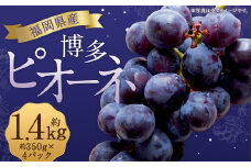 数量限定 博多ピオーネ 約350g×4パック 計約1.4kg【2025年6月下旬～8月上旬発送予定】 ぶどう ブドウ 果物 フルーツ 福岡県産
