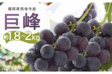 【8月上旬より順次発送予定】数量限定 巨峰 約1.8kg～2kg