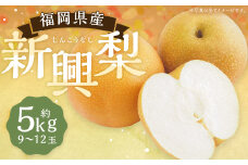 新興梨 9～12玉 約5kg【2025年9月下旬～10月下旬発送】 ナシ 梨 果物 フルーツ 福岡県産