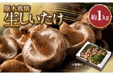 原木栽培 生しいたけ 約1kg 福岡県産 椎茸 野菜 しいたけ専門店 