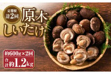 【定期便年2回】原木しいたけ (約600g) しいたけ専門店 陽より子