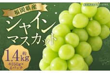 先行予約 シャインマスカット 約1.4kg 【2025年8月上旬～9月下旬発送】 ぶどう 葡萄 ブドウ マスカット 果物 フルーツ