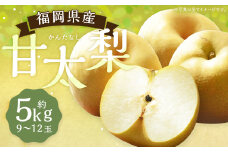 甘太梨 9玉～12玉 約5kg【2025年9月上旬～9月下旬発送】 梨 ナシ 果物 フルーツ 福岡県産