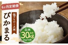 【新米先行予約】【6ヶ月定期便】 低アミロース米 ぴかまる 5kg 白米 計30kg 単一原料米 お米 福岡県産 【2025年11月より順次発送開始予定】