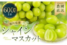 農園直送！ シャインマスカット 約600g 1房 【2025年8月上旬～10月上旬発送予定】 ぶどう マスカット 果物 フルーツ