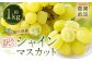 【訳あり】農園直送！ シャインマスカット 約1kg