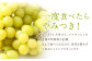 【訳あり】農園直送！ シャインマスカット 約1kg