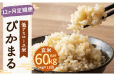 【新米先行予約】【12ヶ月定期便】低アミロース米ぴかまる 約5kg×12回 玄米 計約60kg 【2025年11月より順次発送開始予定】