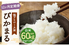 【新米先行予約】【12ヶ月定期便】低アミロース米ぴかまる 約5kg×12回 白米 計約60kg 【2025年11月より順次発送開始予定】