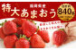 厳選 特大 あまおう 9玉～15玉入×2箱  約840g 福岡県産 いちご