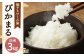 【新米先行予約】 低アミロース米 ぴかまる 3kg 白米