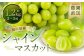 農園直送 ！ シャインマスカット 約1.2kg （ 2~3房 ）